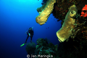 underwater scenery gorontalo by Jan Maringka 